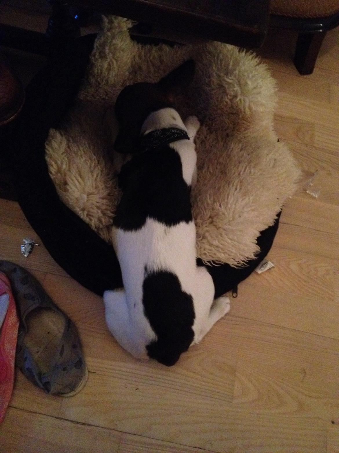 Blanding af racer Mille  billede 10