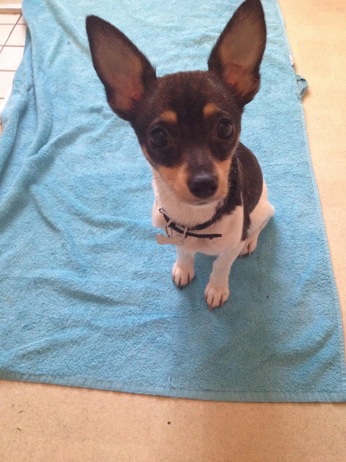 Blanding af racer Mille  billede 11