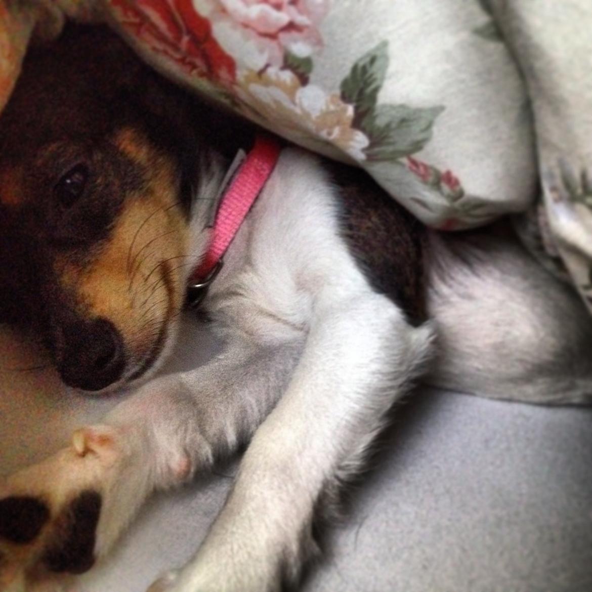 Blanding af racer Mille  billede 12