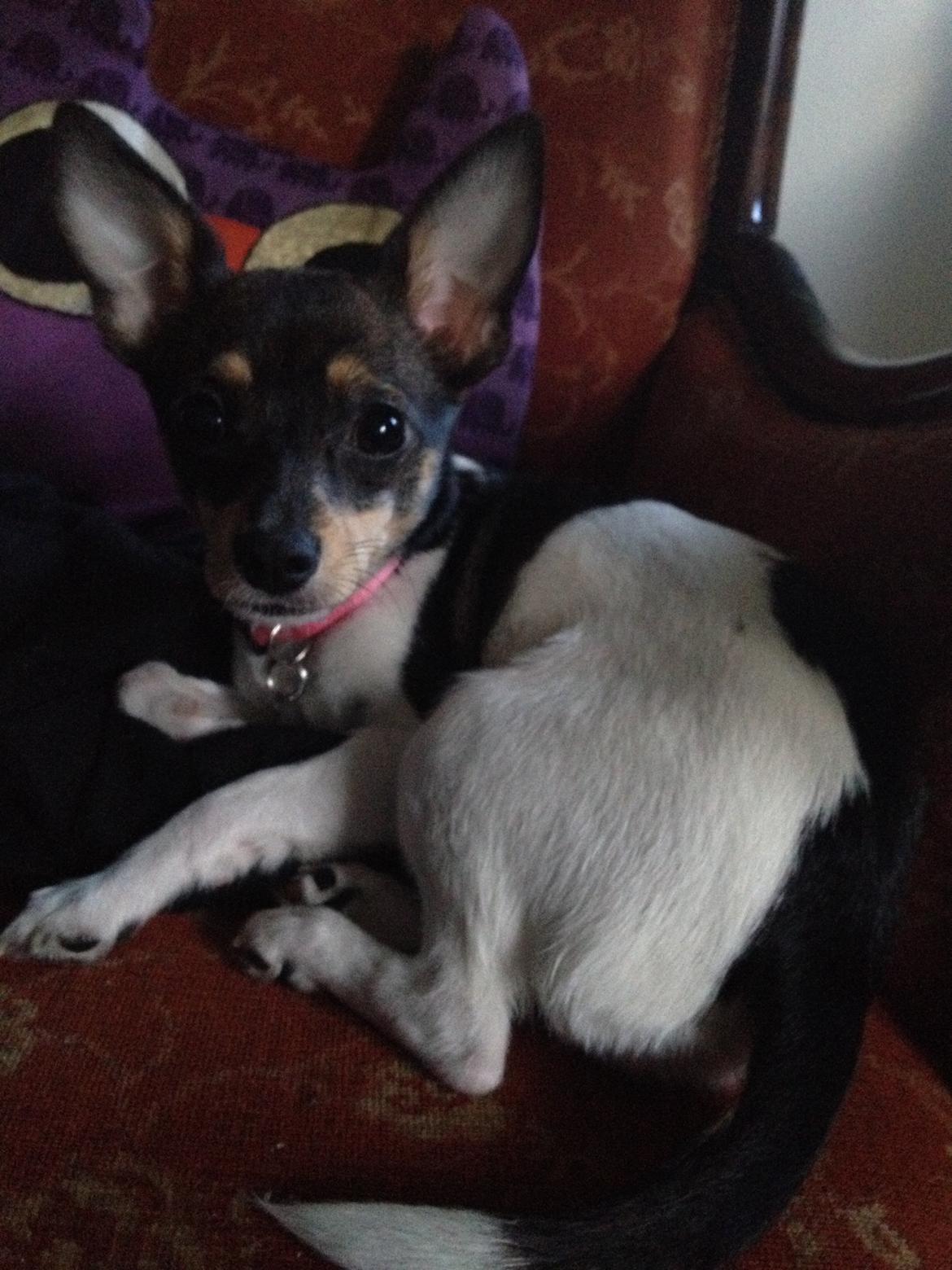 Blanding af racer Mille  billede 13