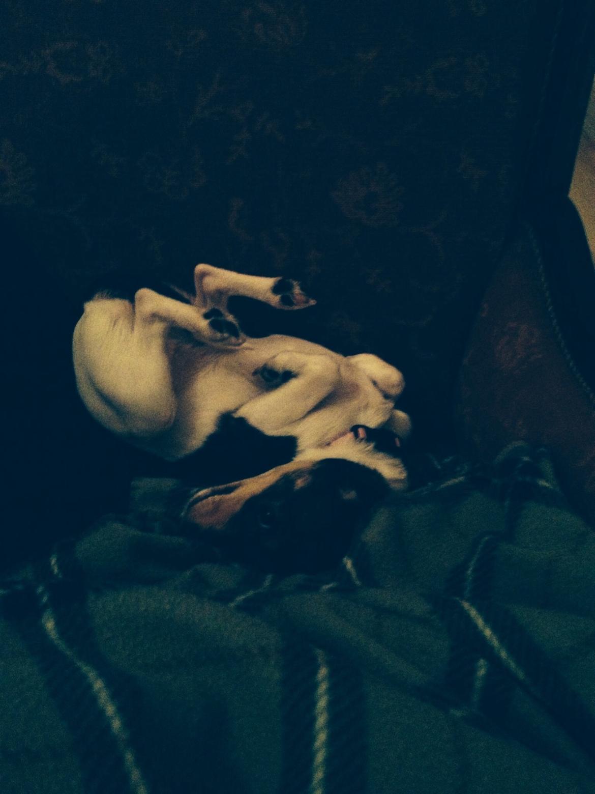 Blanding af racer Mille  billede 14