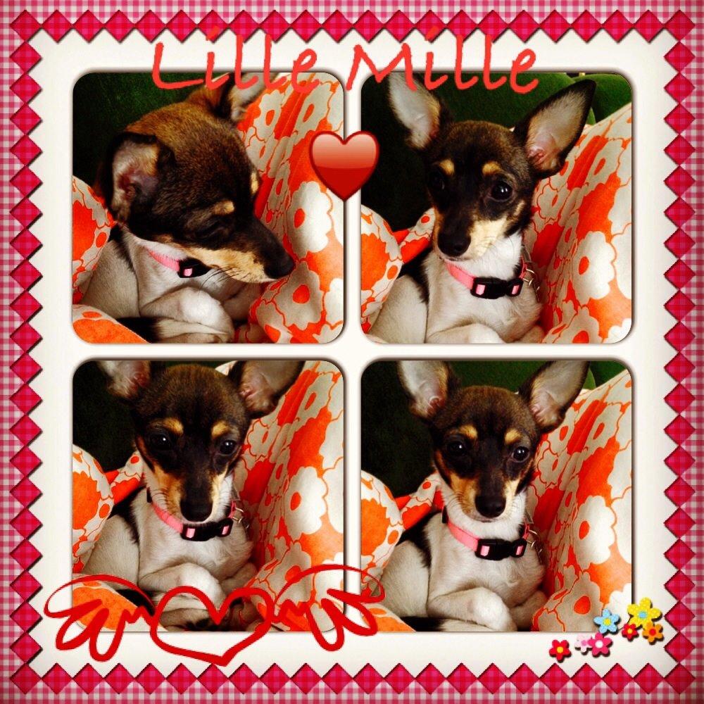 Blanding af racer Mille  billede 15