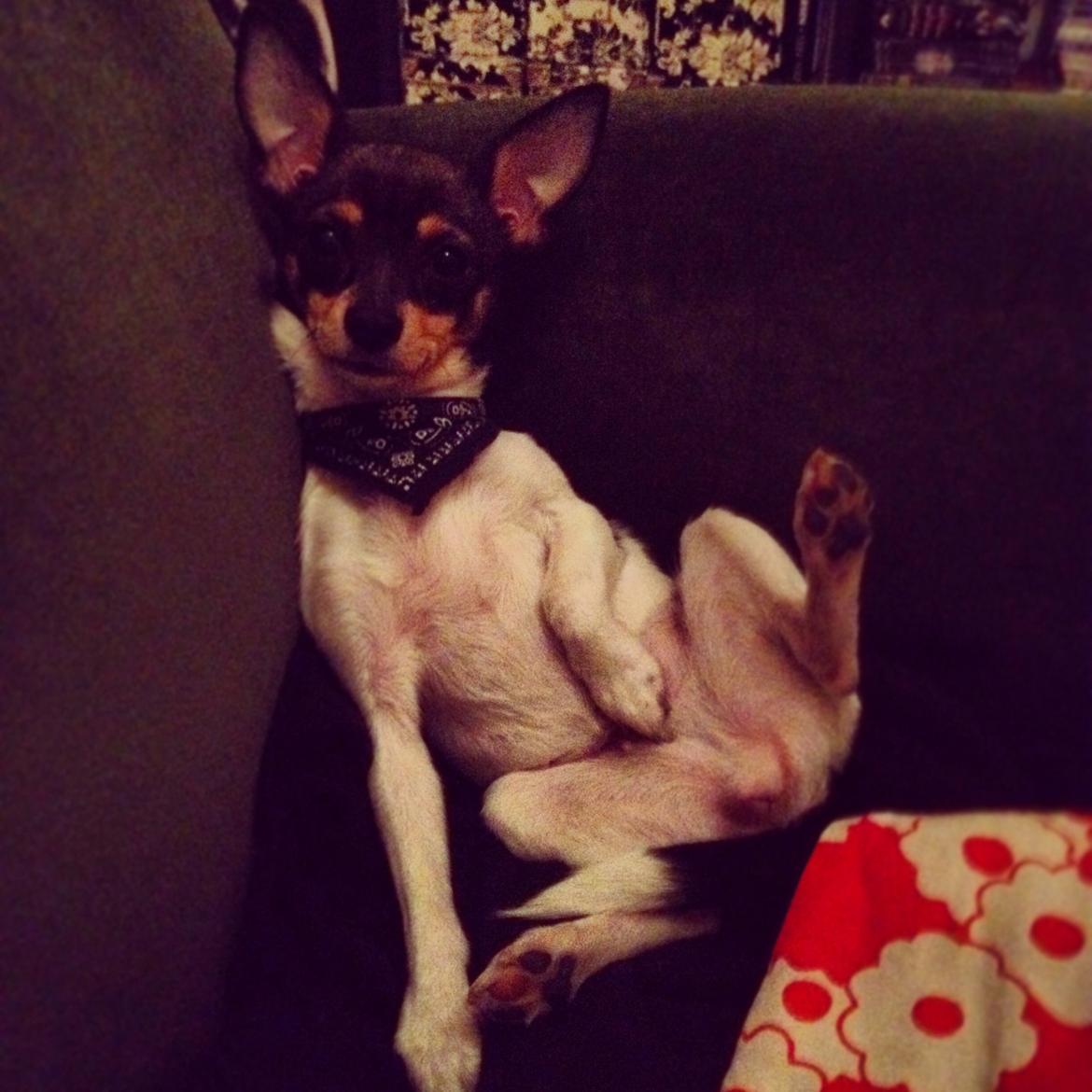 Blanding af racer Mille  billede 16