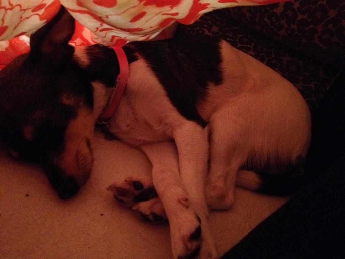 Blanding af racer Mille  billede 17