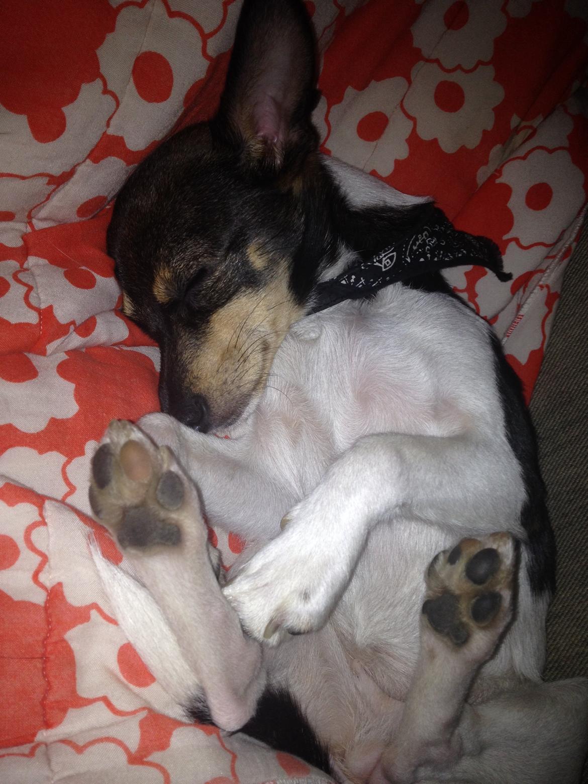 Blanding af racer Mille  billede 18