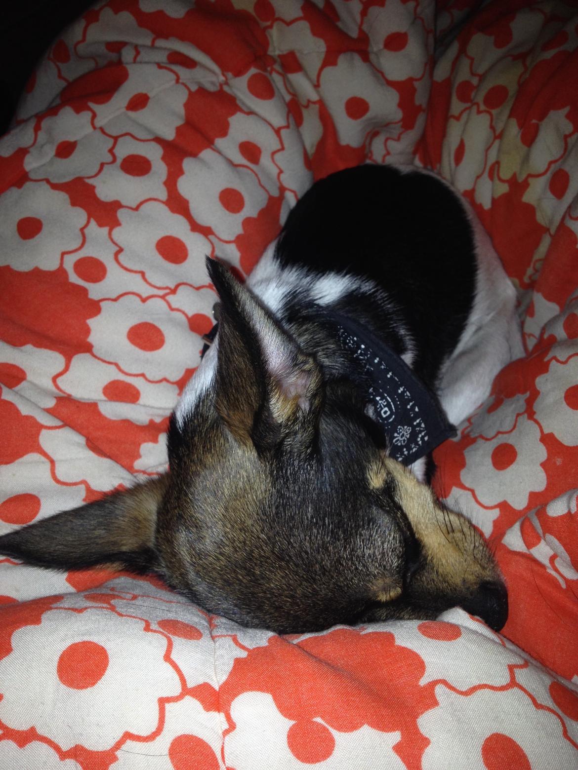 Blanding af racer Mille  billede 20