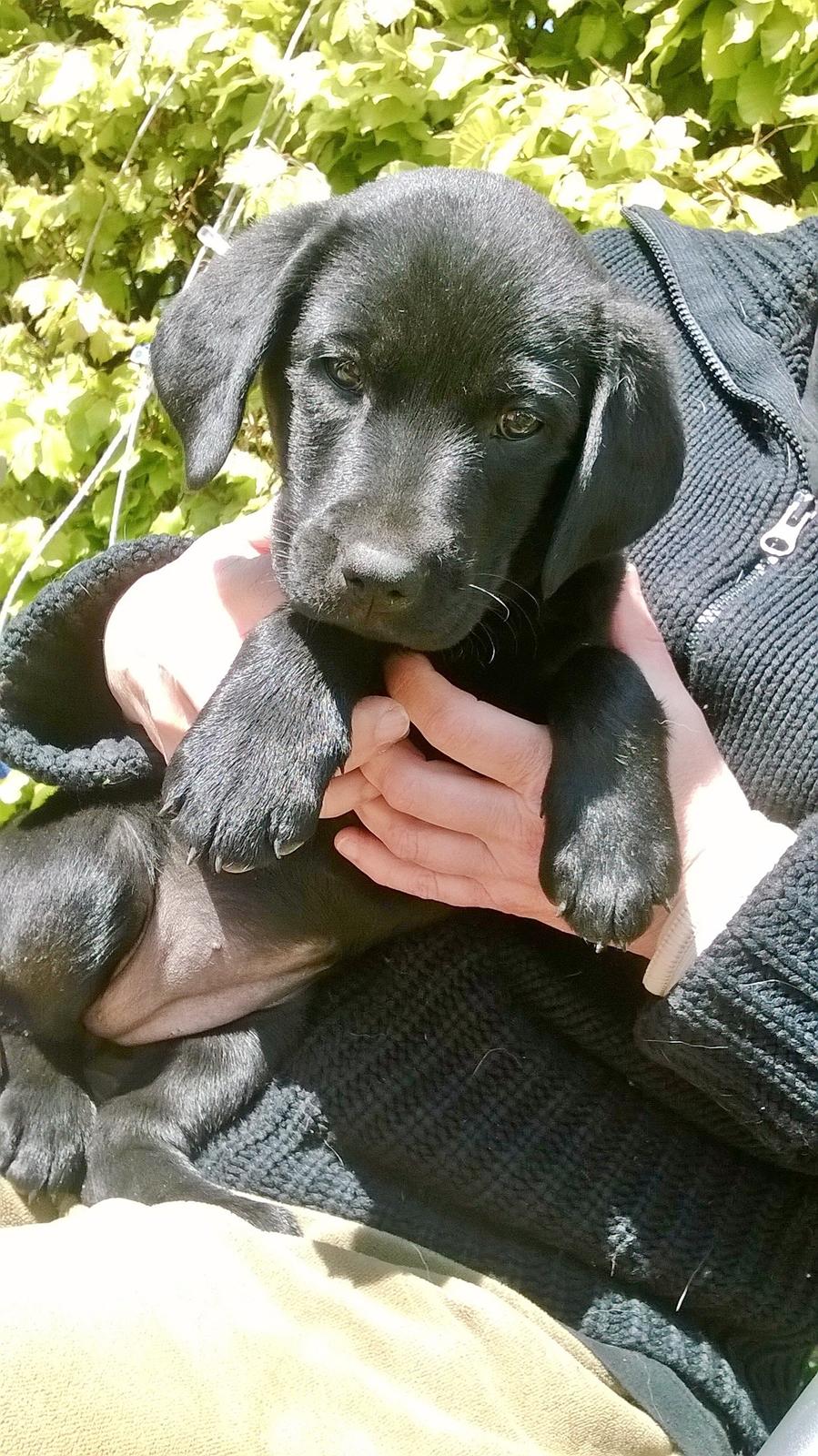 Labrador retriever † Sif †  billede 31