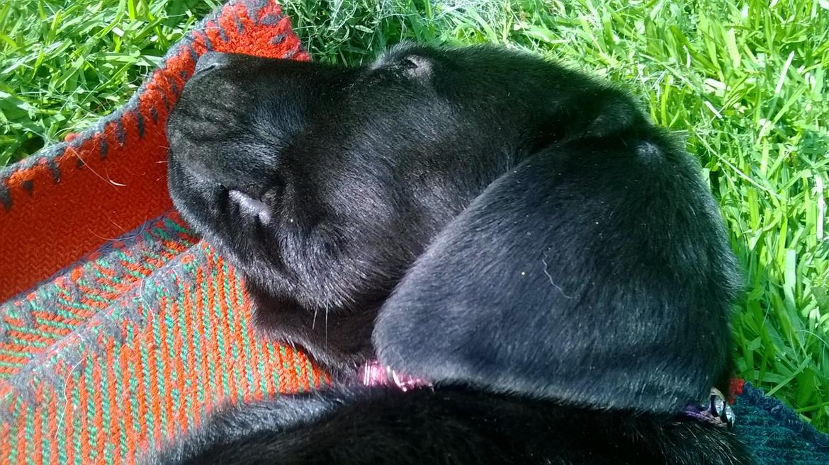 Labrador retriever Sif billede 25