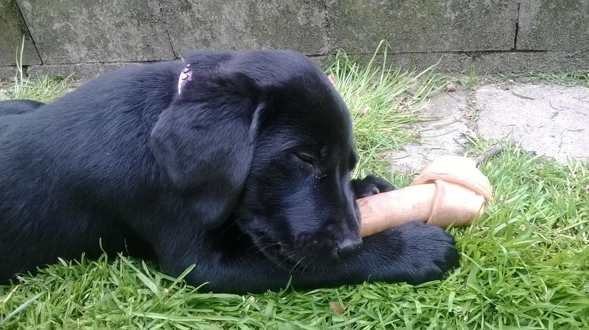 Labrador retriever Sif billede 28