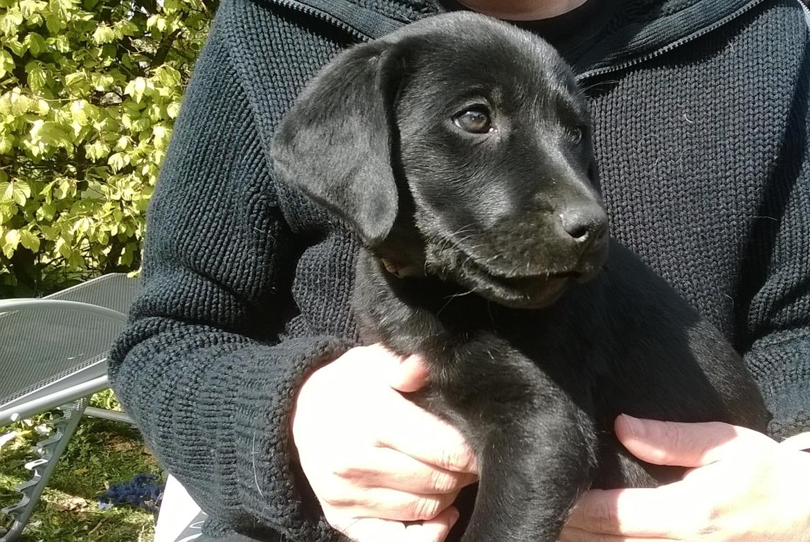 Labrador retriever † Sif †  billede 26