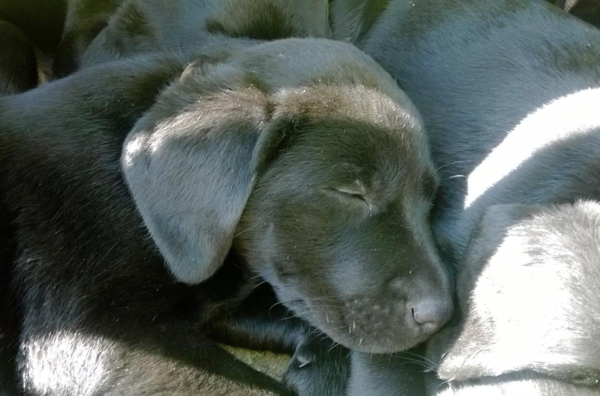 Labrador retriever † Sif †  billede 24