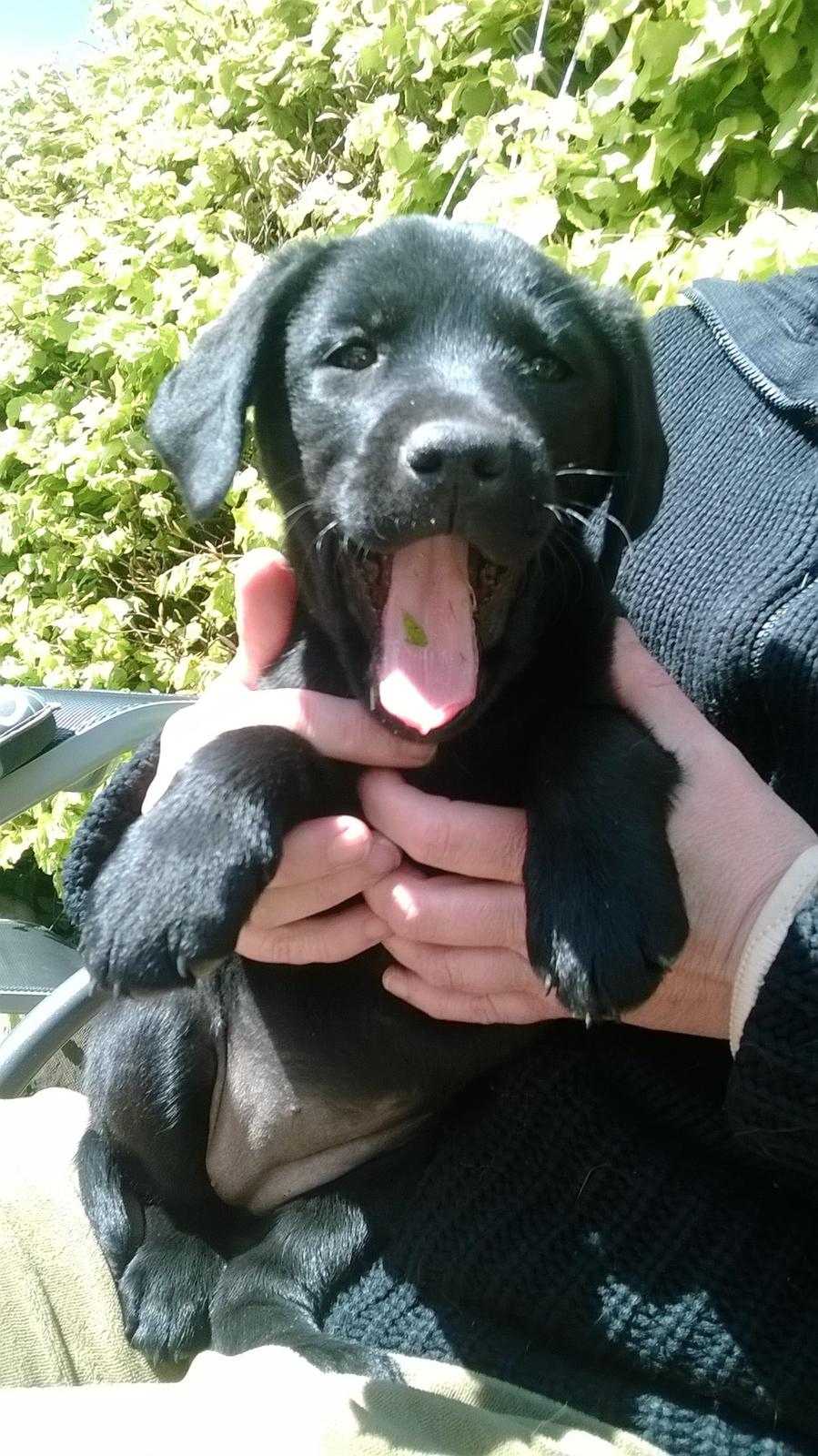 Labrador retriever † Sif †  billede 19