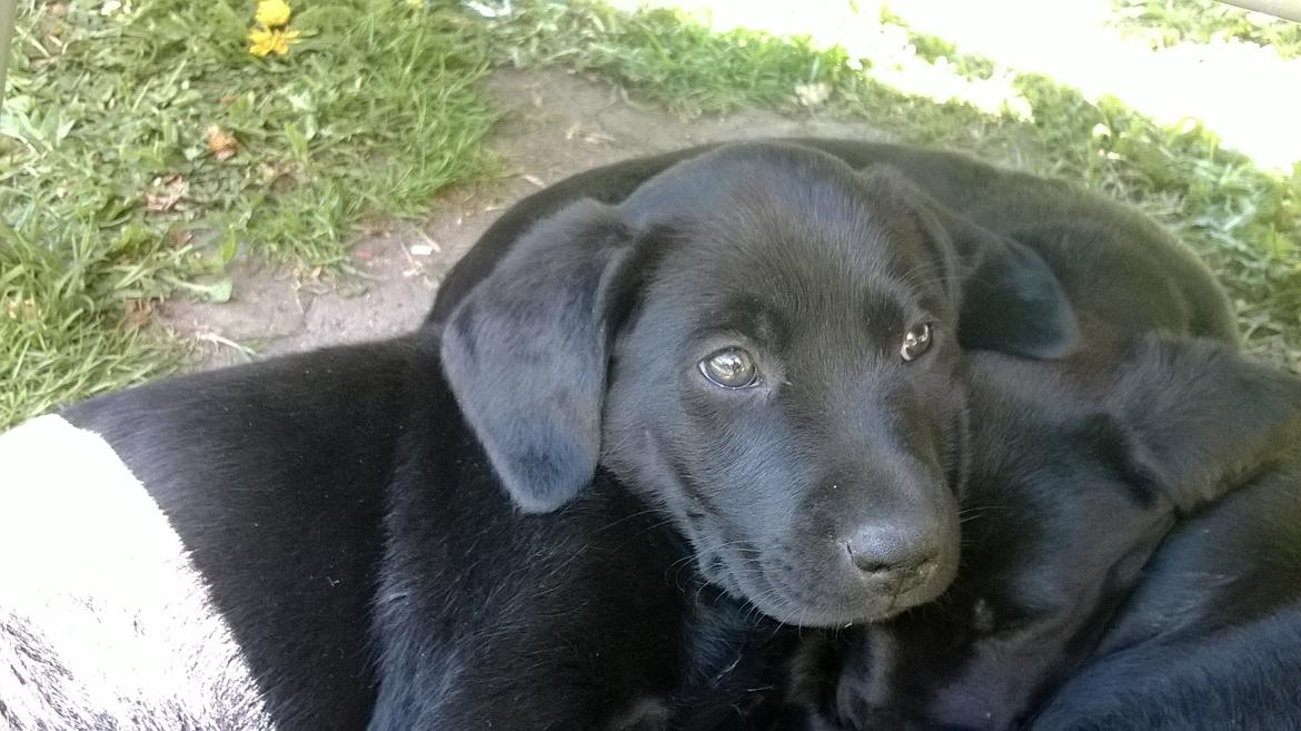 Labrador retriever Sif billede 16