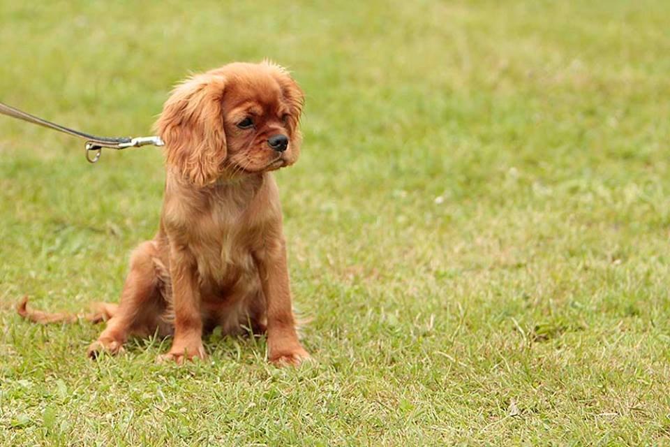 Cavalier king charles spaniel Canidan's Dare me (Maia) - smukke maia 4,5 måneder billede 17