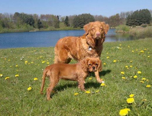 Cavalier king charles spaniel Canidan's Dare me (Maia) - lille maise og belina ved søen 4,5 måneder billede 18