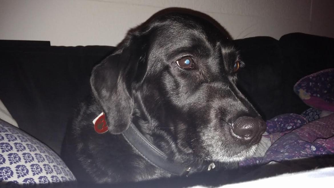 Labrador retriever Nala - 9 år billede 14