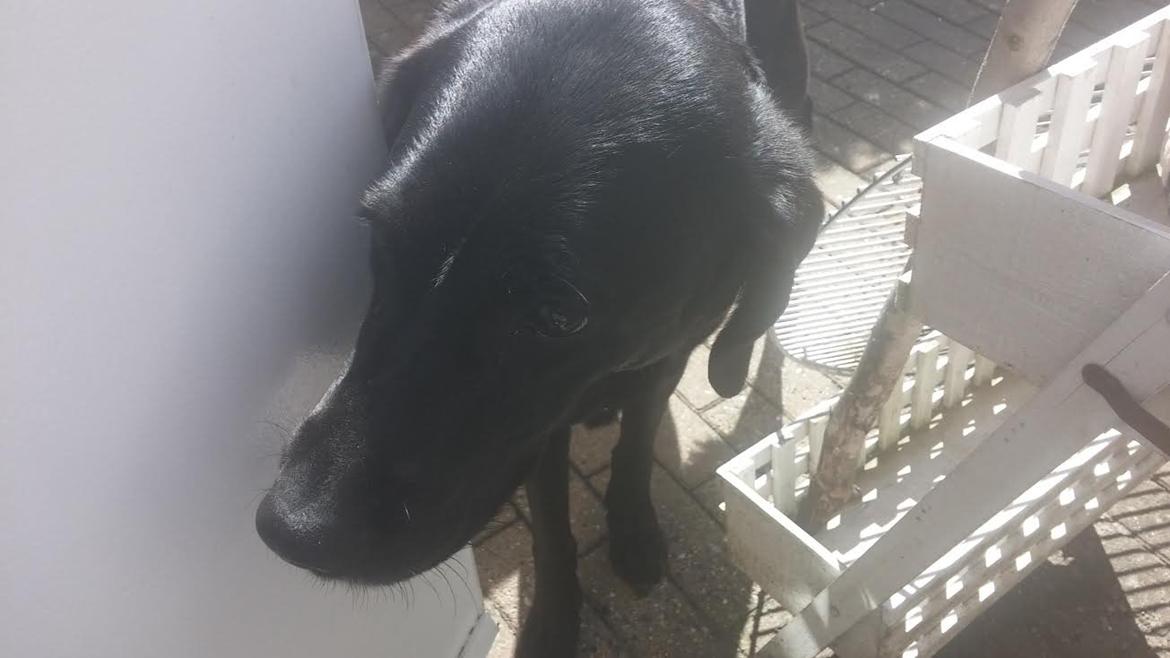 Labrador retriever Nala - Jeg vil ind. :D billede 15