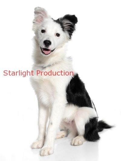 Blanding af racer Odin billede 8