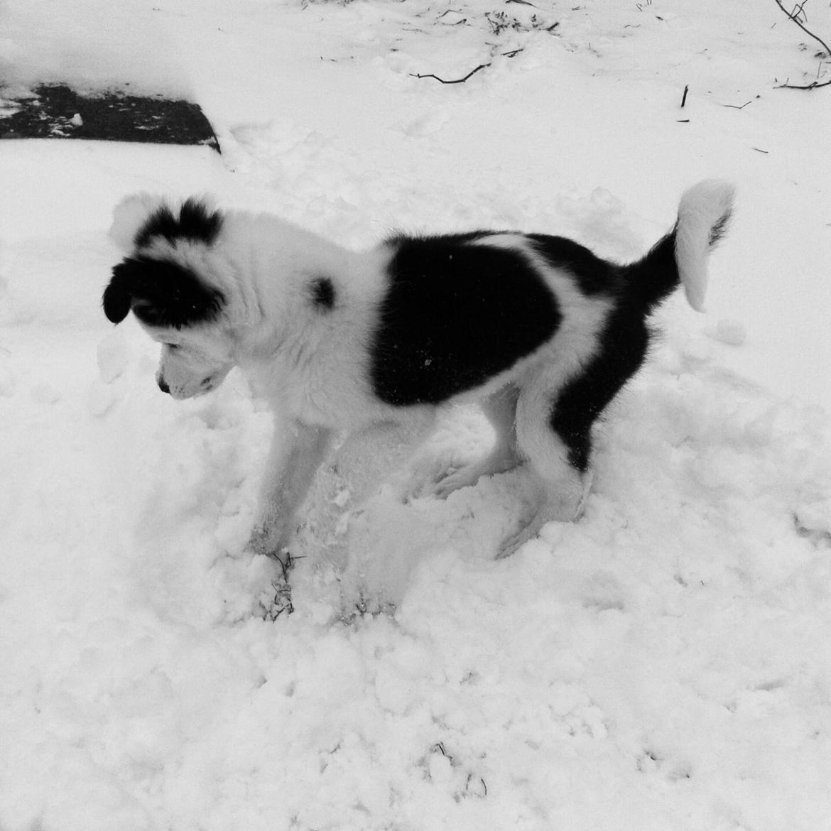 Blanding af racer Odin billede 10