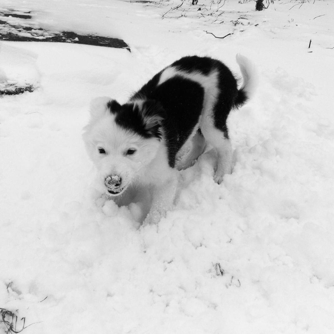 Blanding af racer Odin billede 9