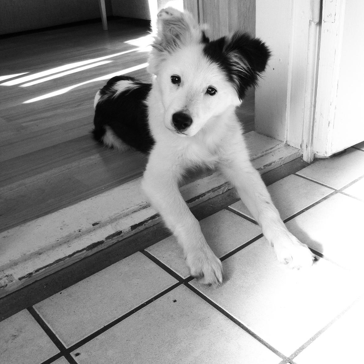 Blanding af racer Odin billede 11