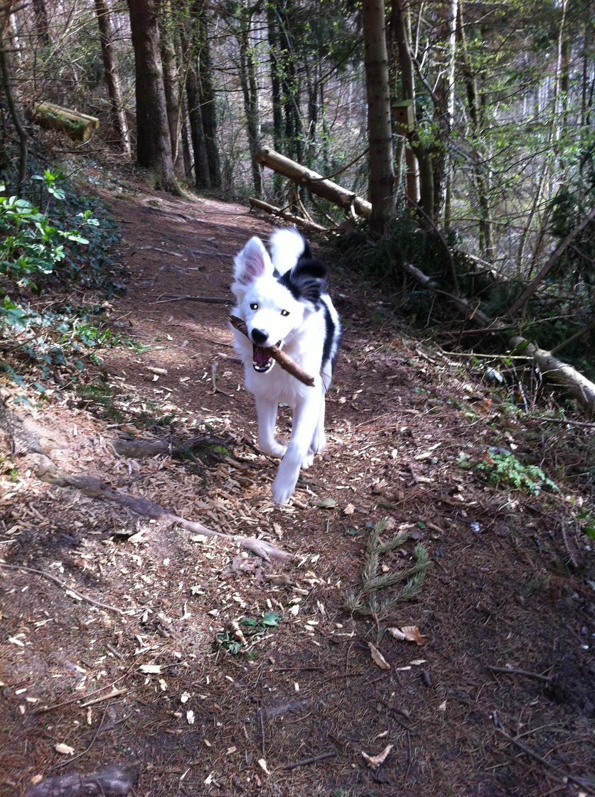 Blanding af racer Odin billede 12