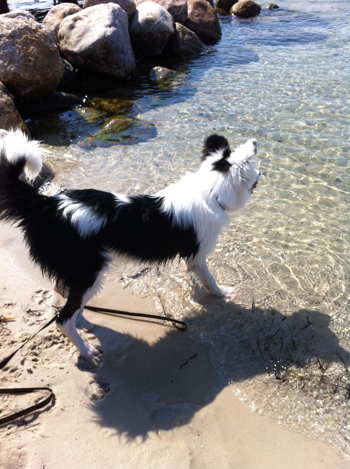 Blanding af racer Odin billede 14