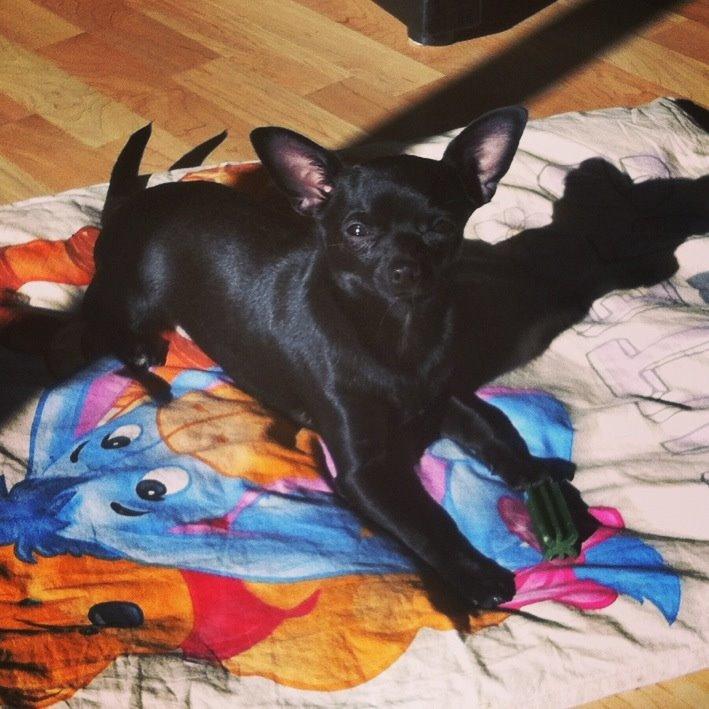 Chihuahua Gizmo billede 17