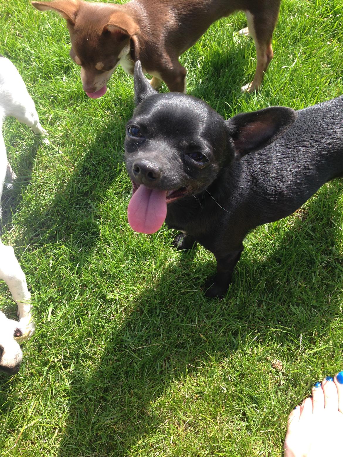 Chihuahua Gizmo billede 3