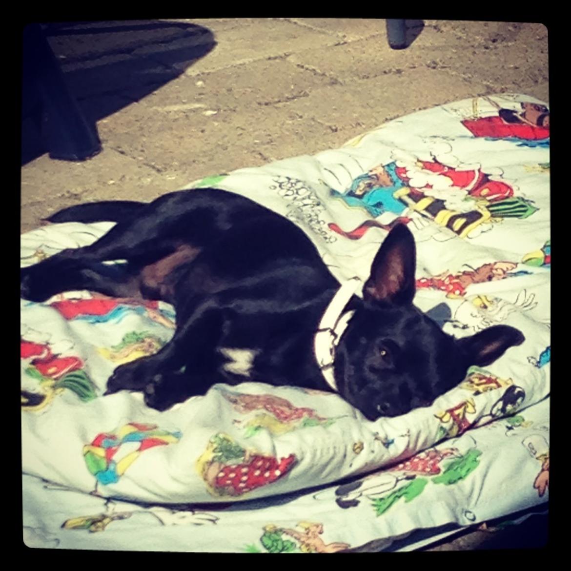 Chihuahua Gizmo billede 18