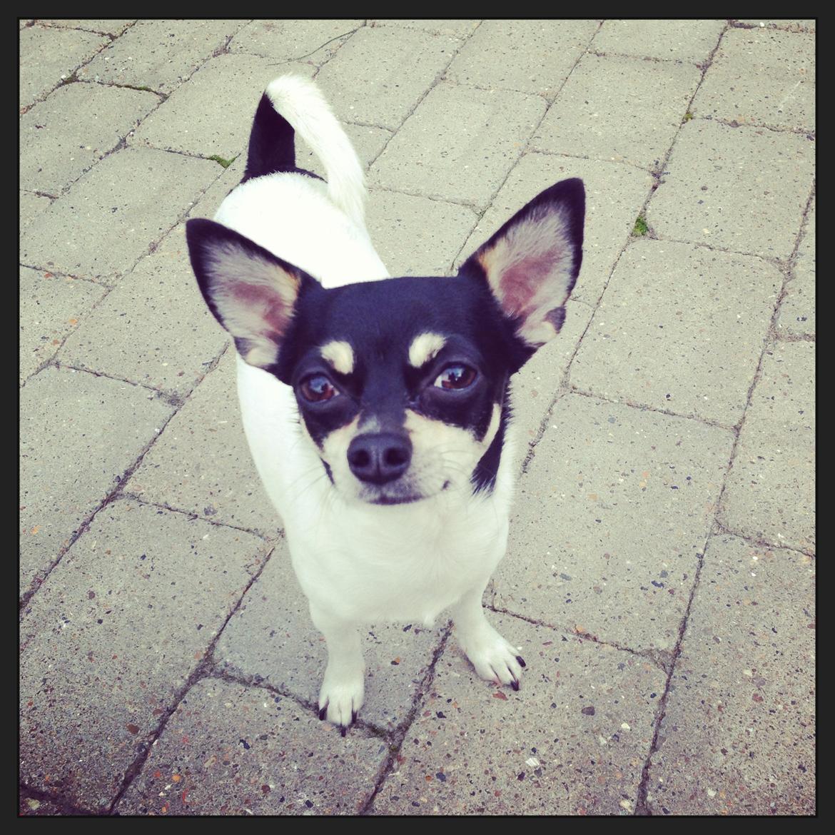 Chihuahua Flowers Kato billede 10