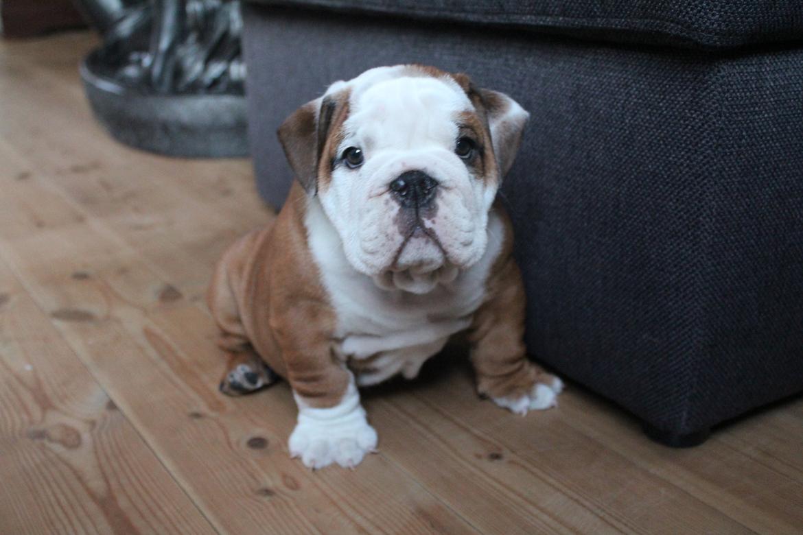 Engelsk bulldog Antonio - Første dag ved min nye familie, 8 uger gammel.  billede 2