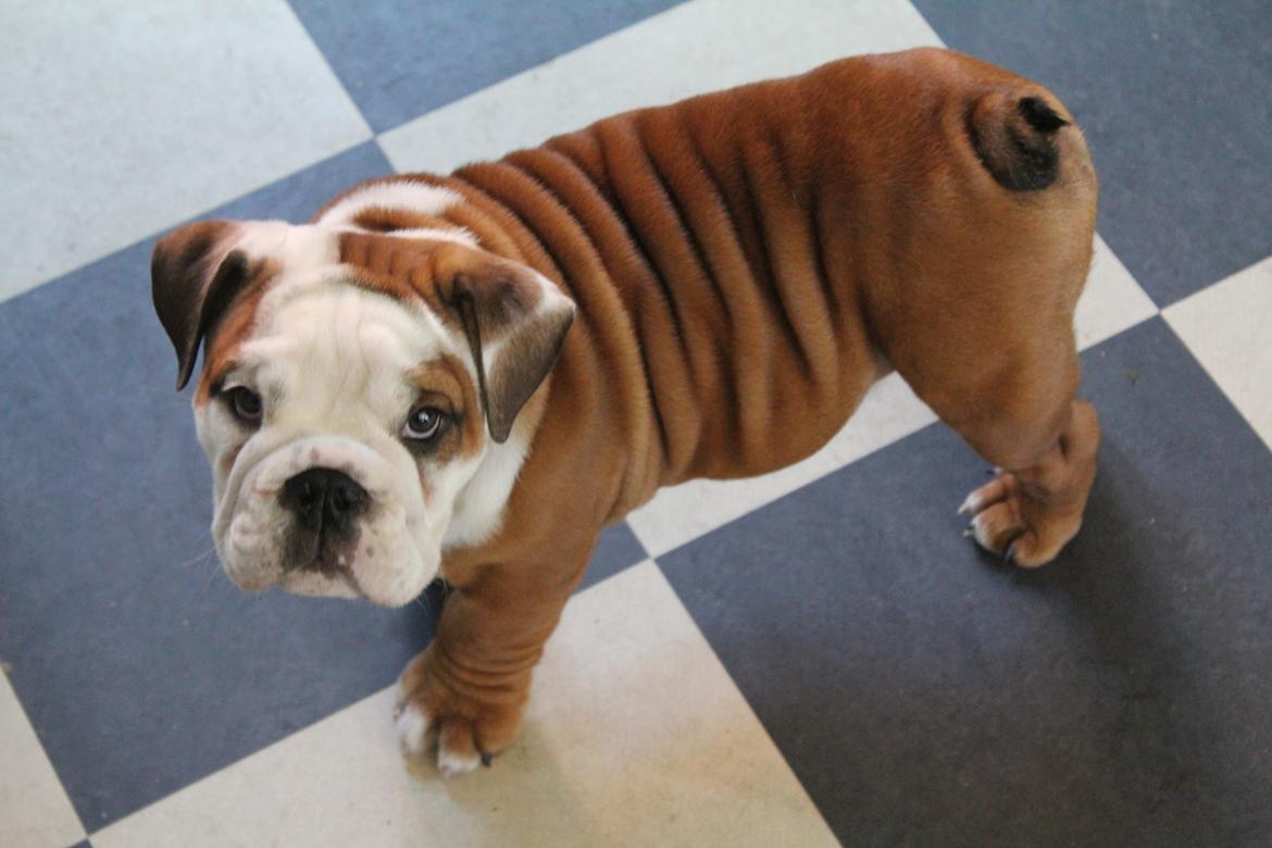 Engelsk bulldog Antonio - Anton inde og besøge far på arbejdet, her elsker han at være. :-) billede 3