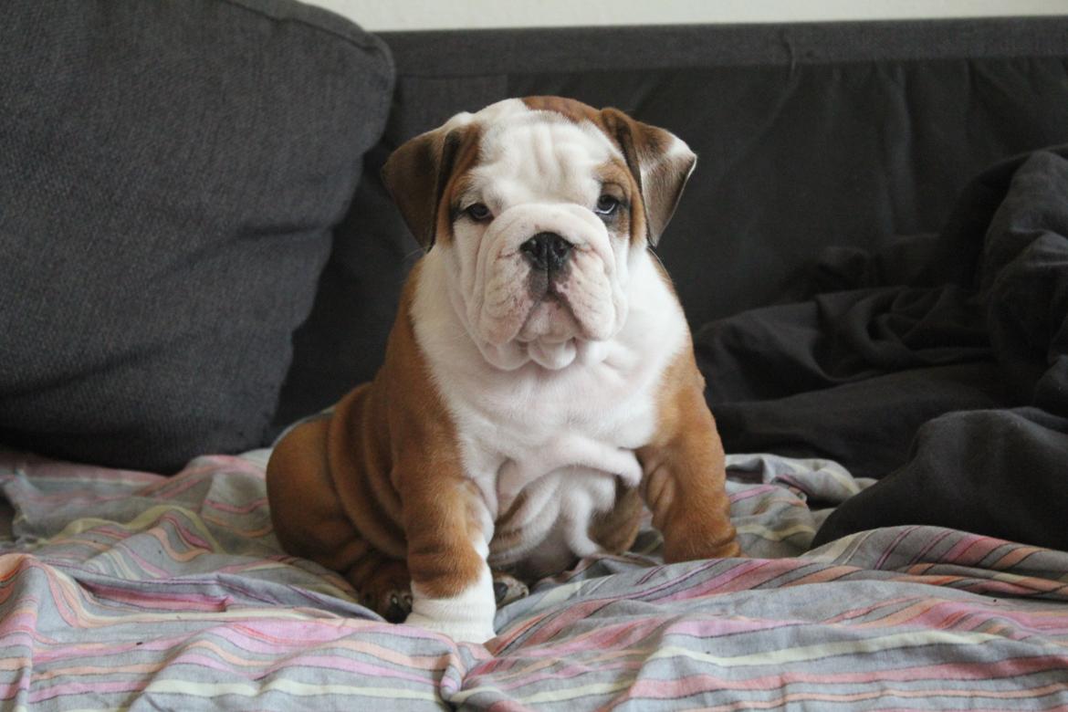 Engelsk bulldog Antonio - Jeg elsker at sidde oppe i sofaen, så jeg kan følge med i alt hvad der sker. :-) billede 6