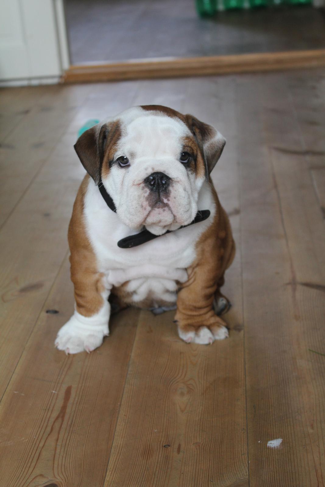 Engelsk bulldog Antonio - På vej til fars fødselsdag, jeg har gjort mig rigtig fin. :-) billede 12