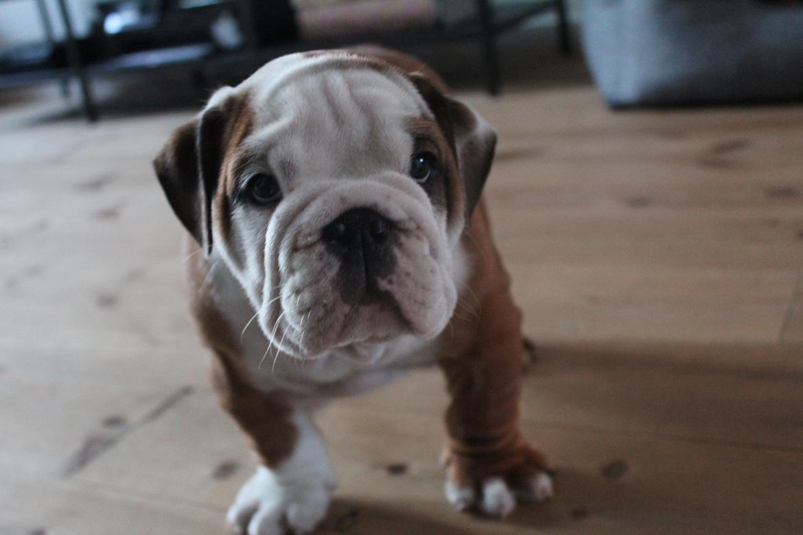 Engelsk bulldog Antonio - Første dag ved min nye familie. 8 uger gammel. billede 4