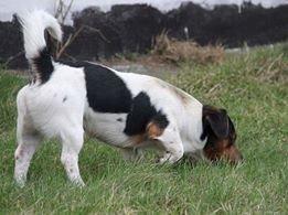 Jack russell terrier Paulo billede 2