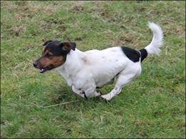 Jack russell terrier Paulo billede 3