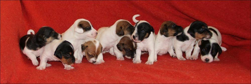 Jack russell terrier Paulo billede 4