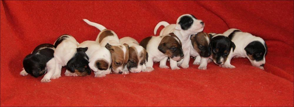 Jack russell terrier Paulo billede 5