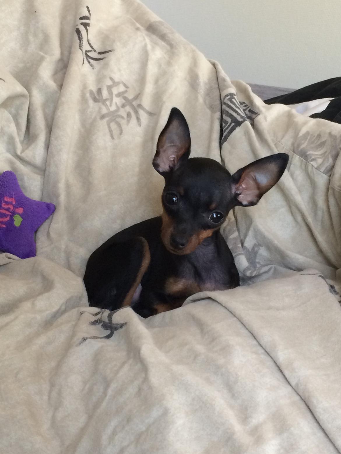 Prazsky krysarik Lille billede 7