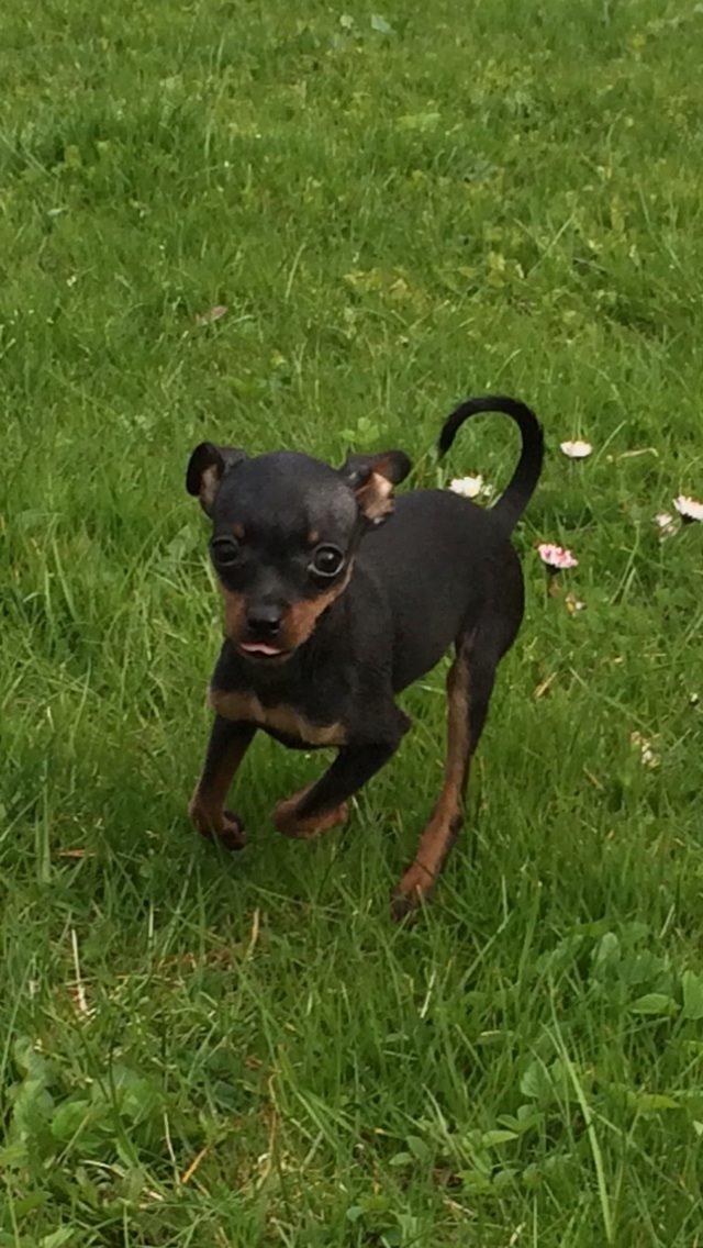 Prazsky krysarik Lille billede 2