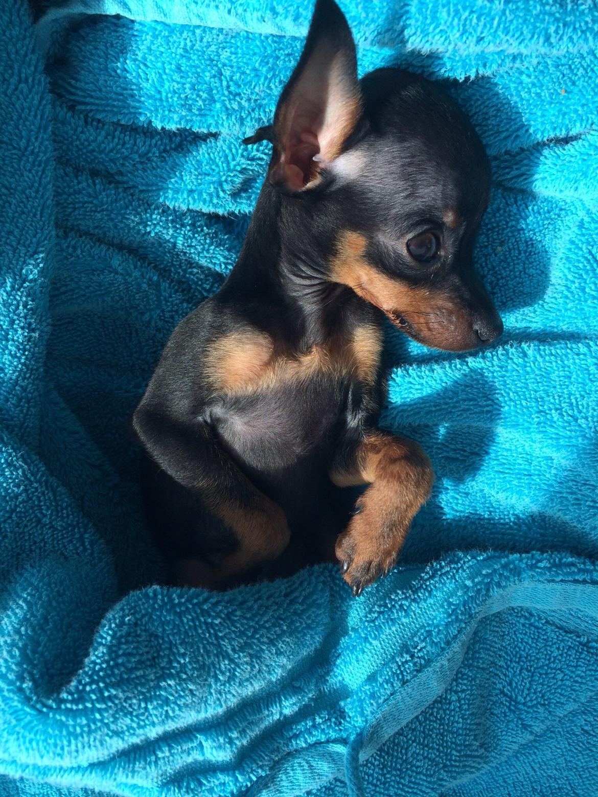 Prazsky krysarik Lille billede 3