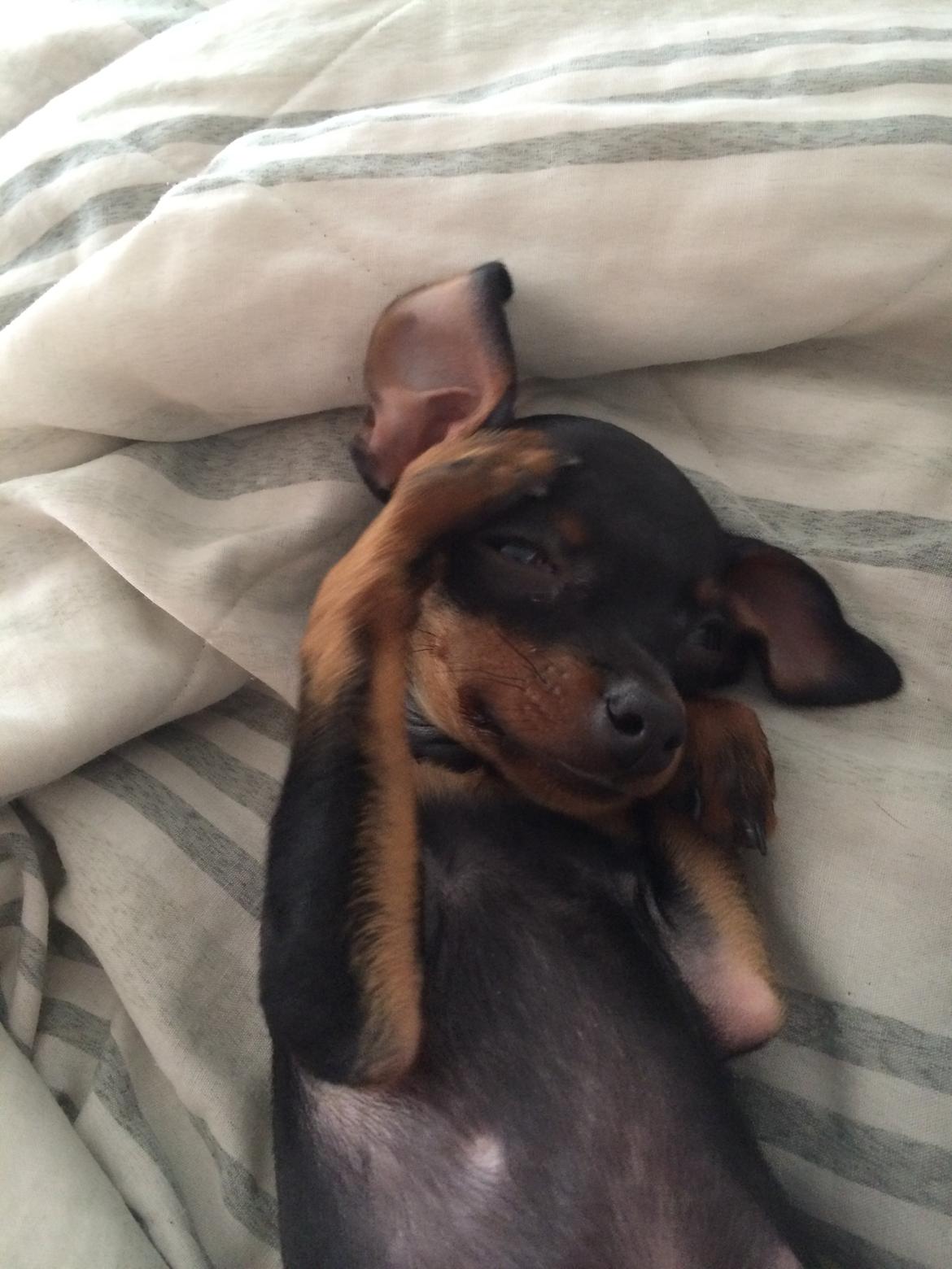 Prazsky krysarik Lille billede 4