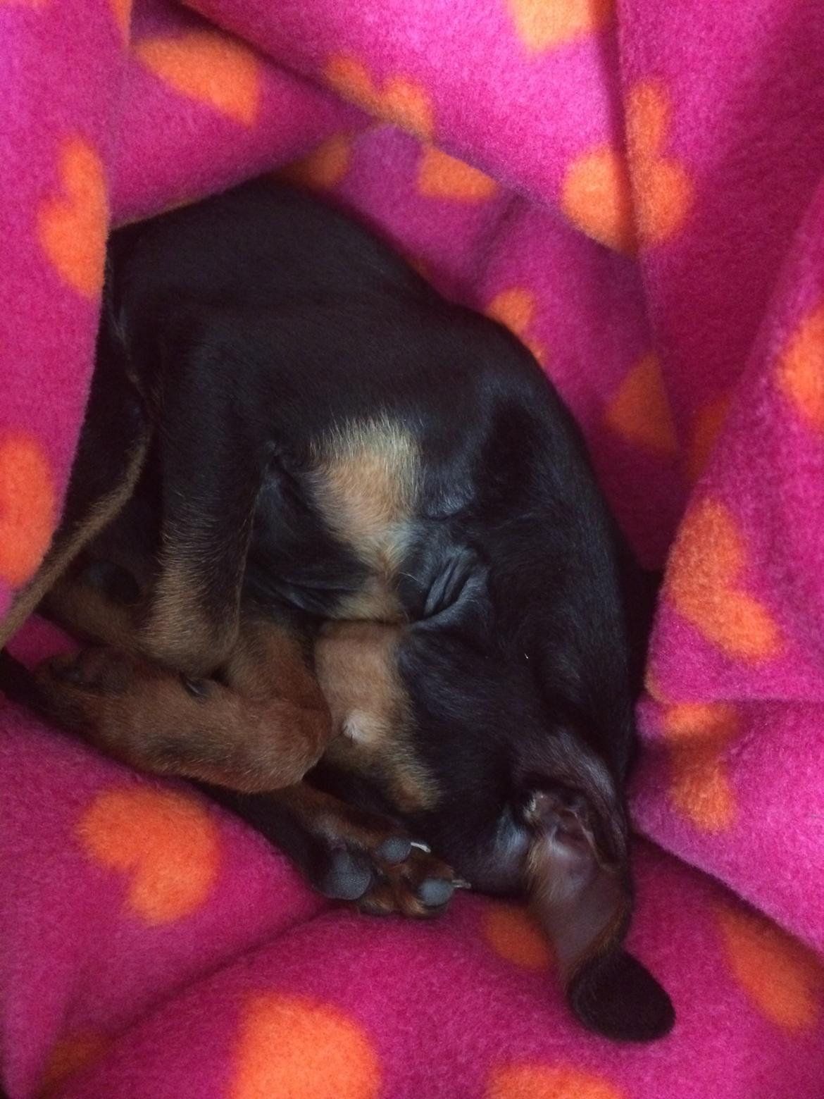 Prazsky krysarik Lille billede 5