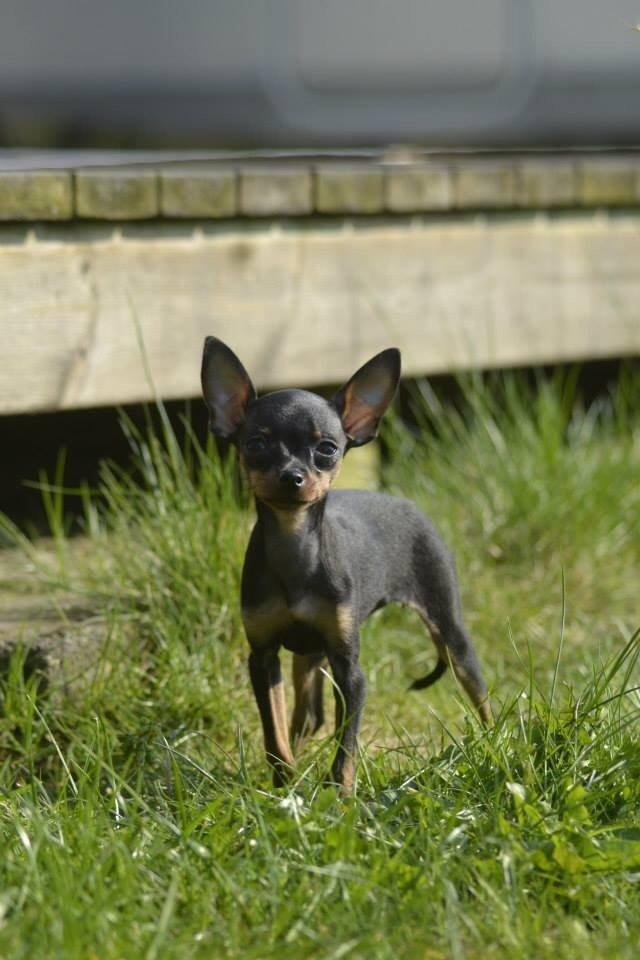 Prazsky krysarik Lille billede 6