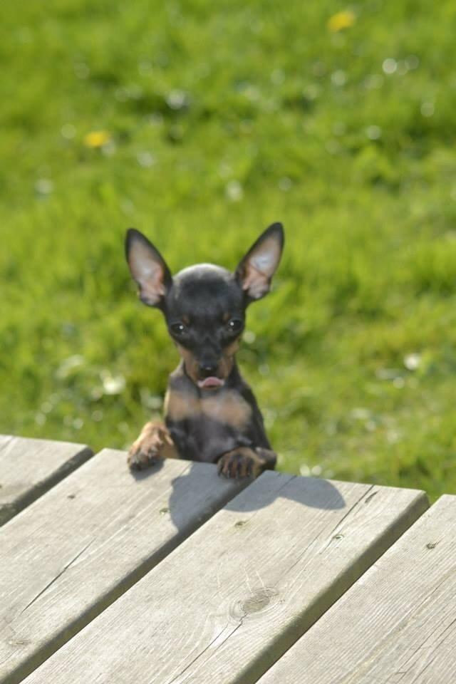 Prazsky krysarik Lille billede 1