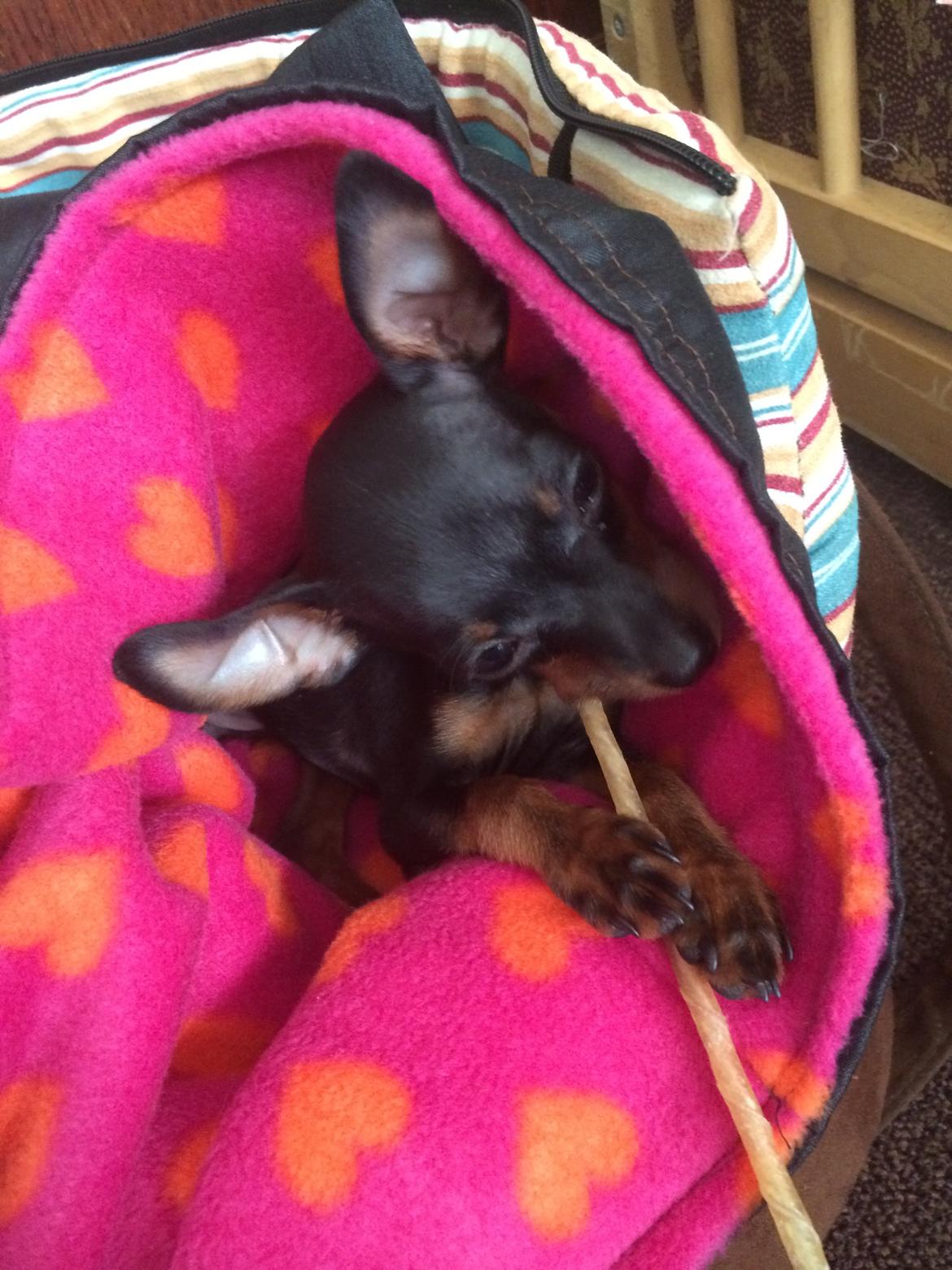 Prazsky krysarik Lille billede 8