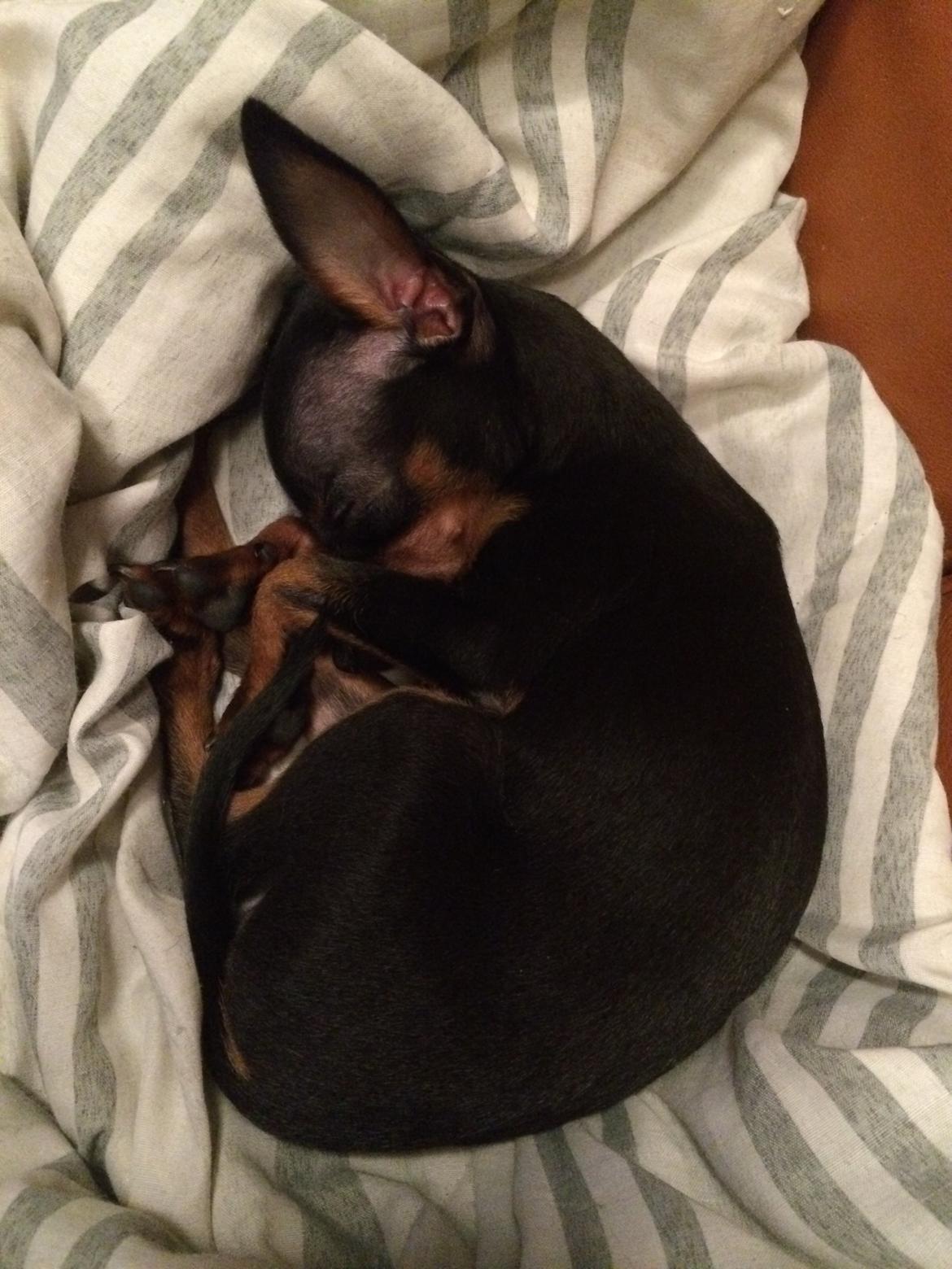 Prazsky krysarik Lille billede 9