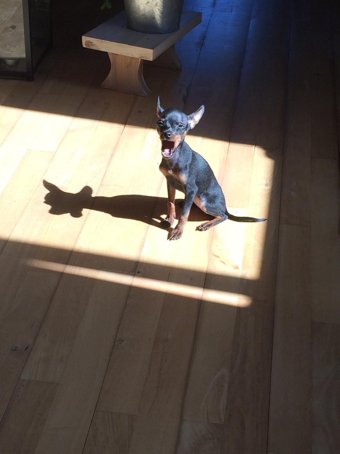 Prazsky krysarik Lille billede 10